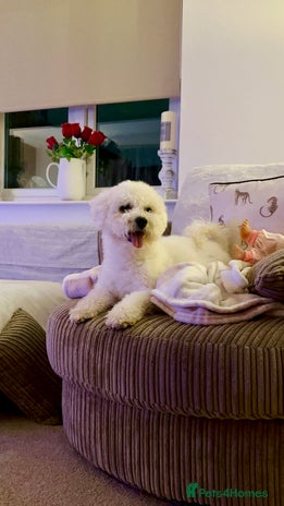 Bichon Frise dogs - Advert 2