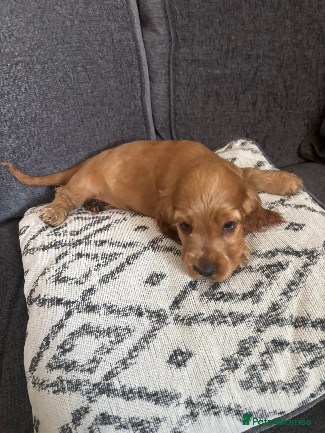 Cocker Spaniel dogs for sale: Beautiful show type cocker spaniel puppies - Image 8