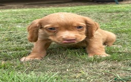 Cocker Spaniel dogs for sale: Wonderful Working Cocker Spaniel Puppies. 3 Boys - Image 3