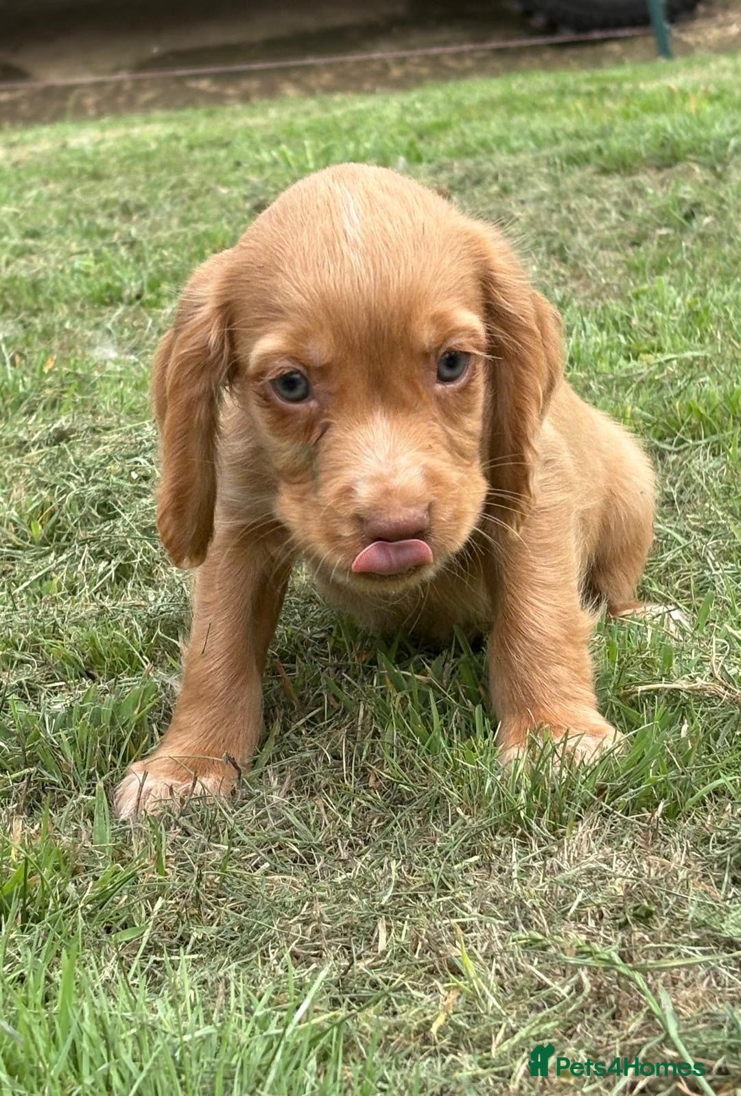 Cocker Spaniel dogs for sale: Wonderful Working Cocker Spaniel Puppies. 3 Boys - Image 3