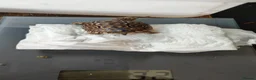 Tortoise reptiles for sale: Leopard spotted tortoises - Advert 4