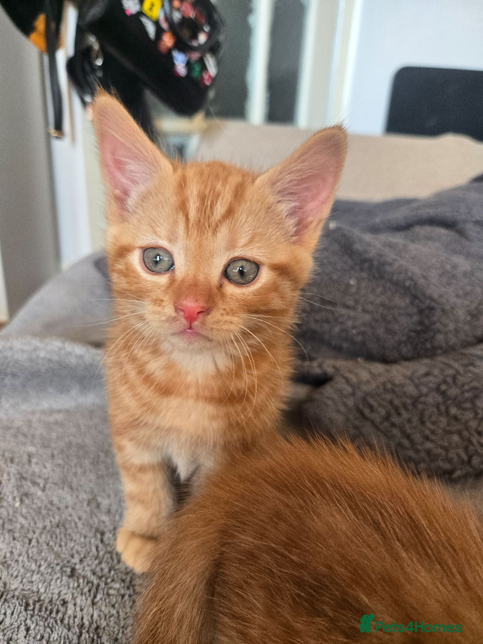 Mixed Breed cats Kittens for sale - Advert 1