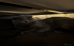 Scottish Fold cats for sale: Grey Scottish fold cat - Image 3