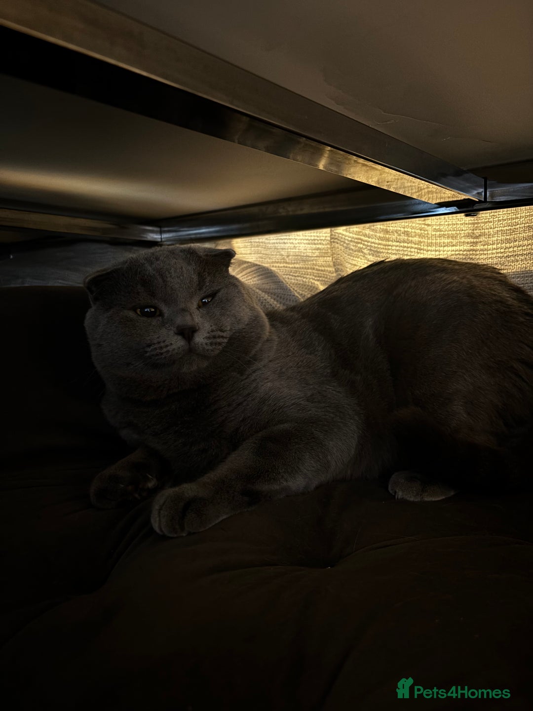 Scottish Fold cats for sale: Grey Scottish fold cat - Image 3