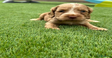 Cocker Spaniel dogs - Advert 11