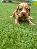 Cocker Spaniel dogs - Advert 4