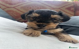 Mixed Breed dogs for sale: Welsh Terrier x Cavapoo (Teddy Bears 🧸 ) - Image 6