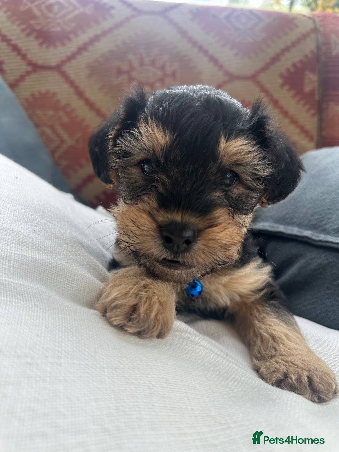 Mixed Breed dogs for sale: Welsh Terrier x Cavapoo (Teddy Bears 🧸 ) - Image 6