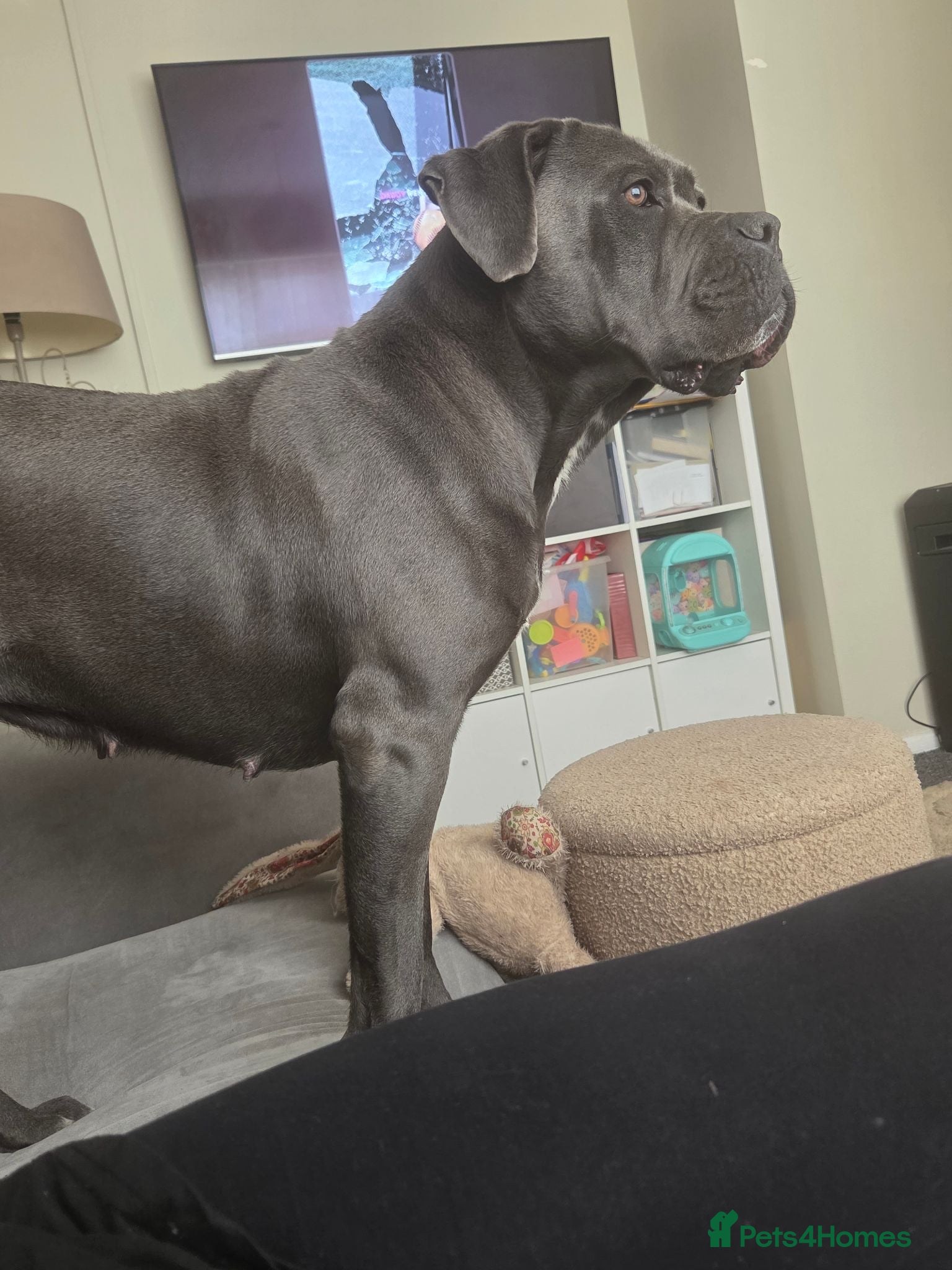 Cane Corso dogs Cane corso puppies - Advert 1