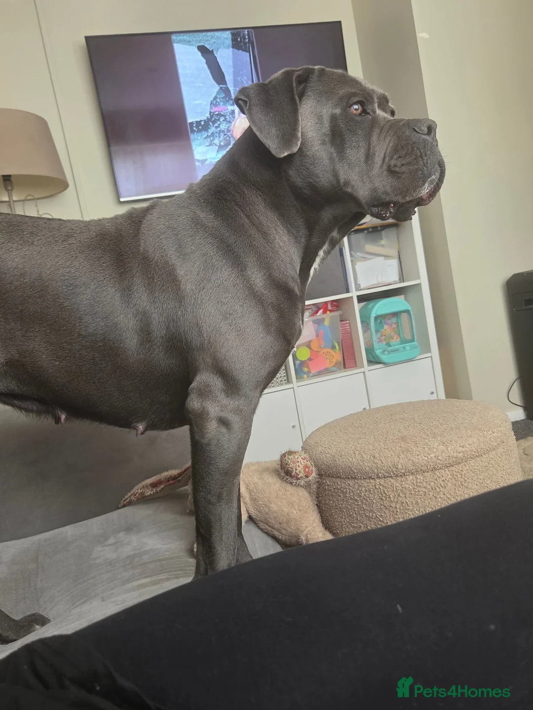 Cane Corso dogs for sale: Cane corso puppies in Merthyr Tydfil - Advert 1