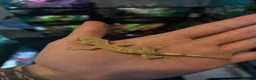 Gecko reptiles for sale: 🦎 Baby Crested Geckos Available 🦎 - Advert 9