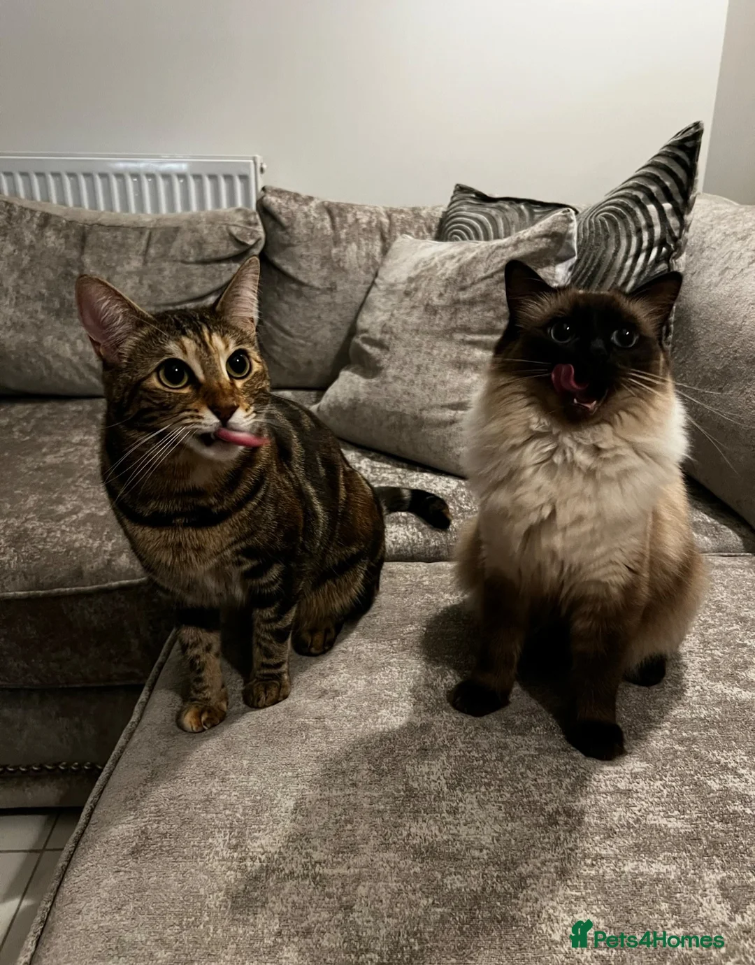 Ragdoll cats for sale: Loving home wanted for my beautiful indoor cats  - Advert 2