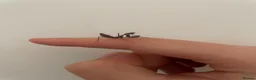 Mixed Breed invertebrates for sale: Mixed Centipede, mantis, and spiders  - Advert 11