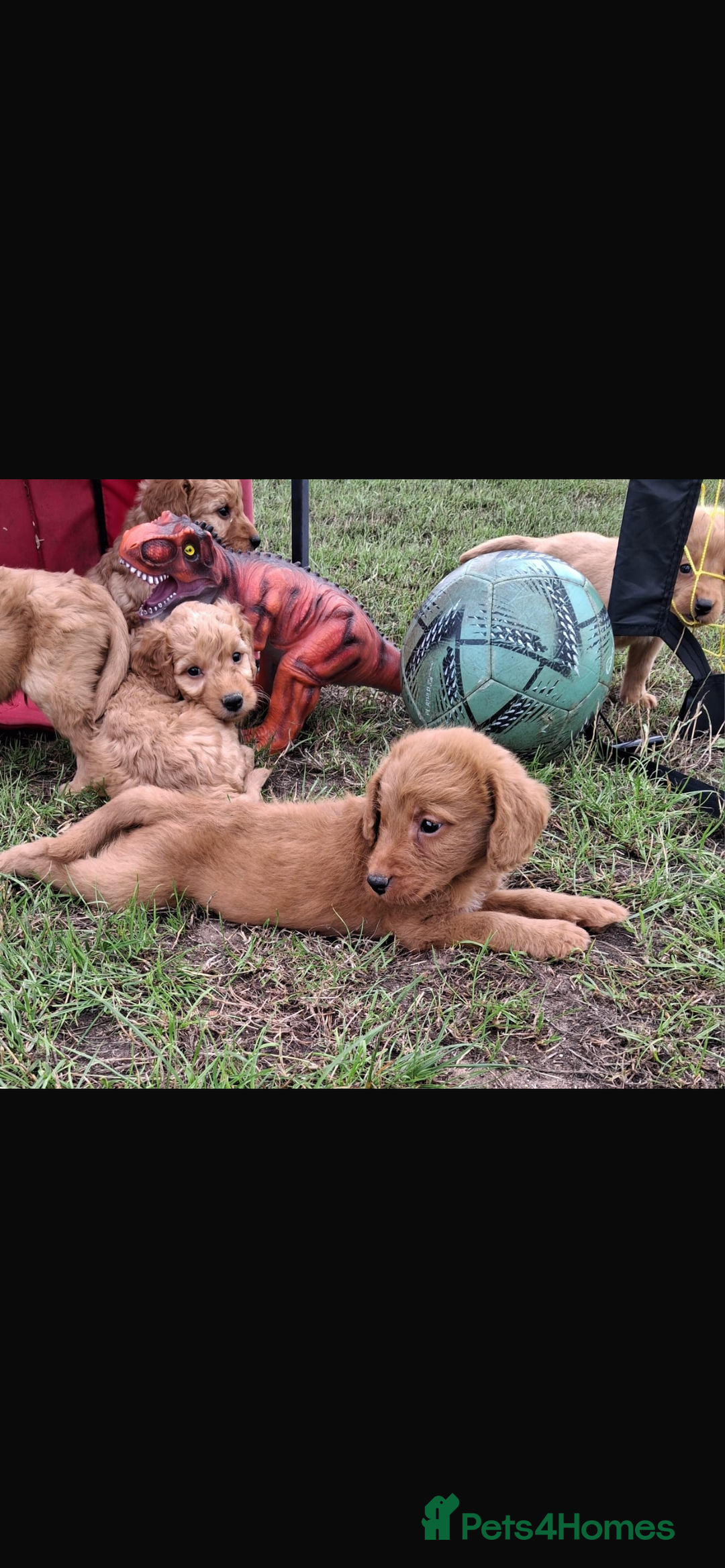 Mini Goldendoodle dogs for sale: F1 Goldendoodle puppies  - Image 14