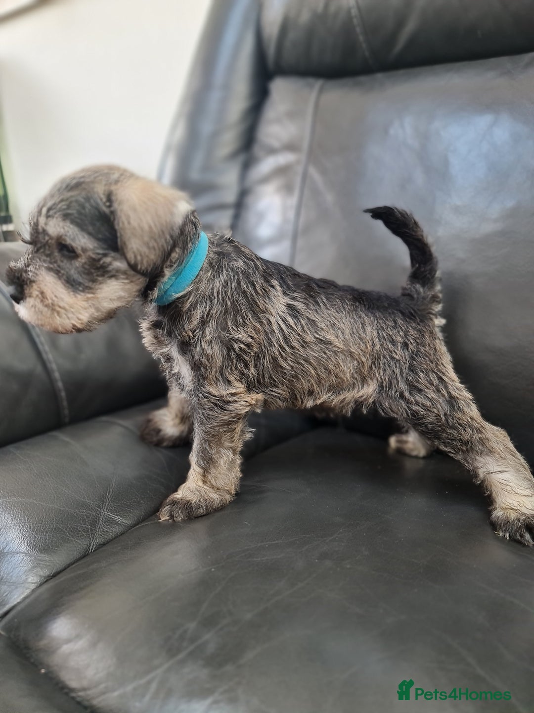 Miniature Schnauzer dogs for sale: Miniature Schnauzer Puppies KC Registered. 5M 2Fm - Image 13