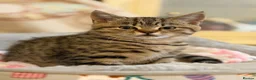 British Shorthair cats for sale: British Shorthair X Bengal Kittens - Advert 5