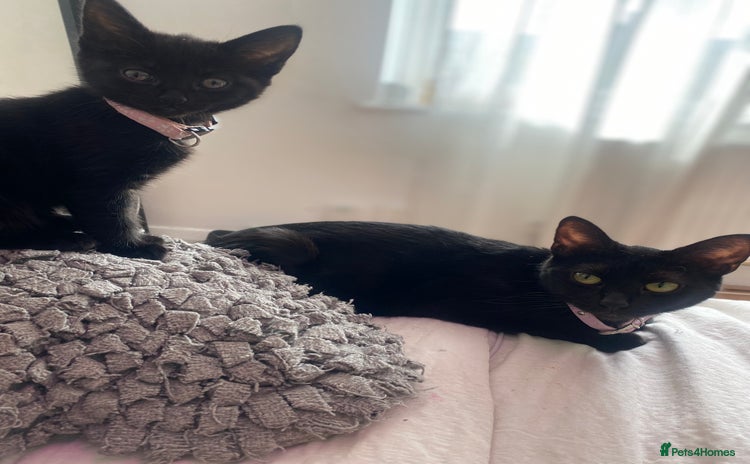 Bombay cats - Advert 1