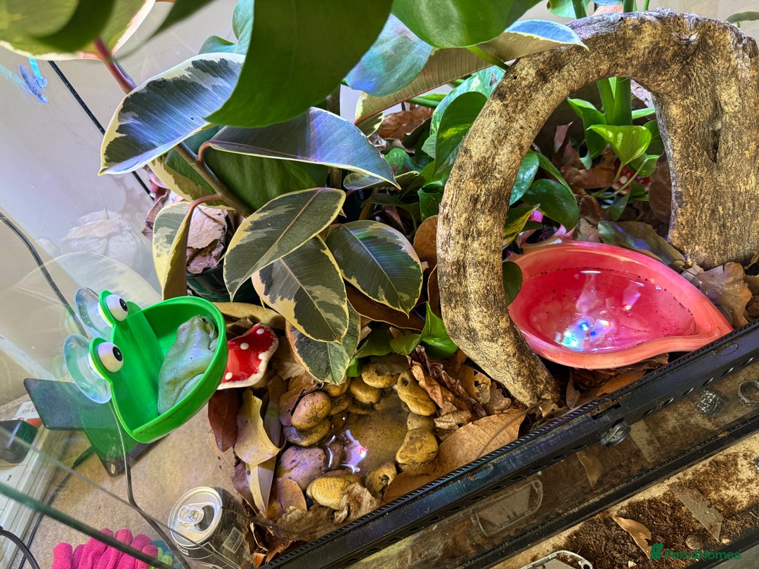 Frog reptiles for sale: Whites tree frogs with bioactive set up  - Image 10