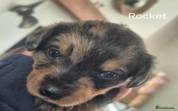Mixed Breed dogs for sale: Wire Haired Daschund x Rottweiler  - Image 33