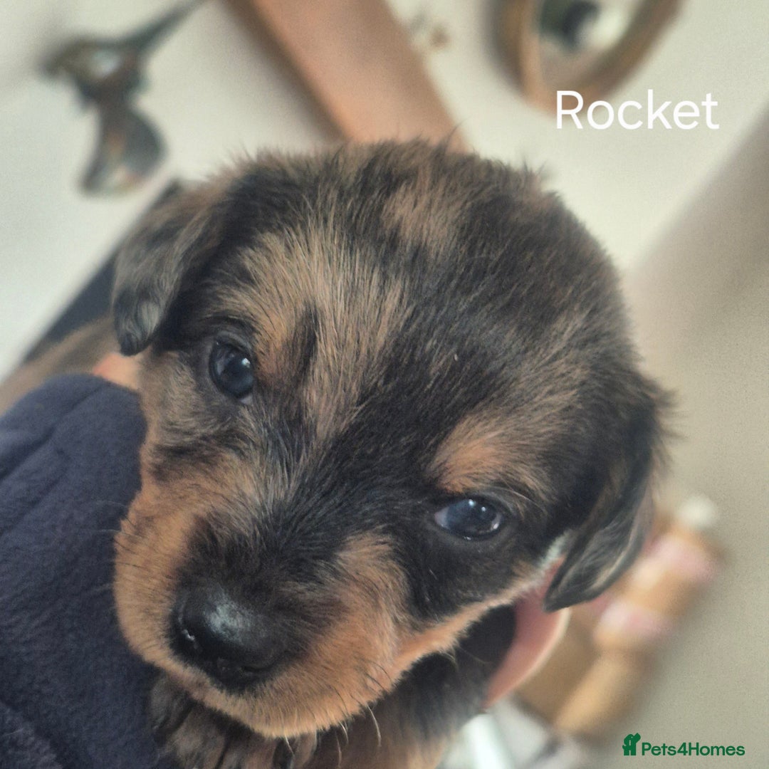 Mixed Breed dogs for sale: Wire Haired Daschund x Rottweiler  - Image 33