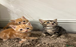 Mixed Breed cats for sale: 5 beautiful kittens for sale !! - Image 1