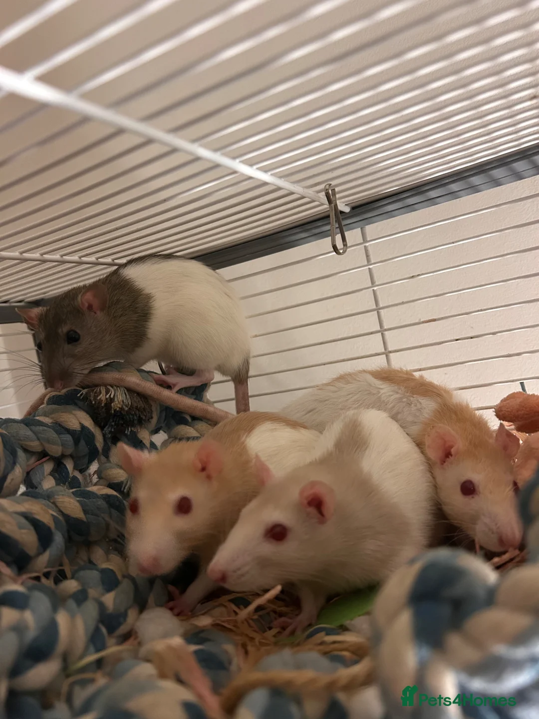 Rat rodents for sale: 4 Female rats for sale and cage - Advert 2