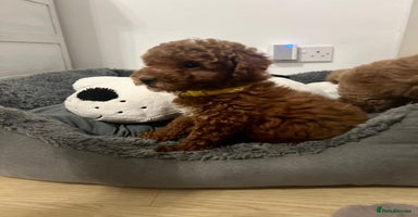 Cavapoo dogs Mixed litter of adorable cavapoo puppies - Advert 16