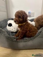 Cavapoo dogs Mixed litter of adorable cavapoo puppies - Advert 2