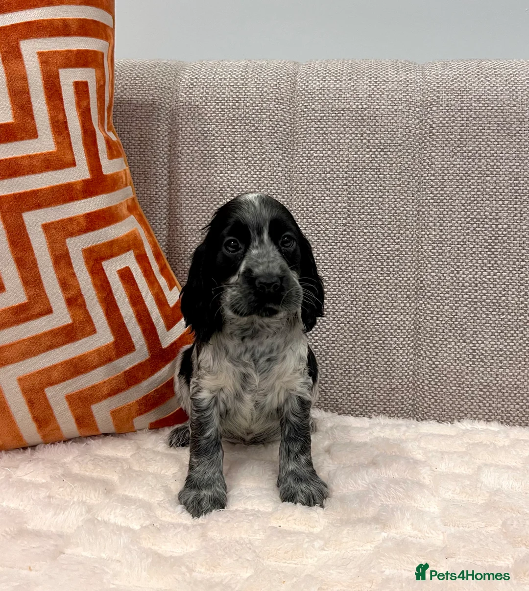 Cocker Spaniel dogs for sale: Show Type Cocker Spaniel Puppies  - Advert 6