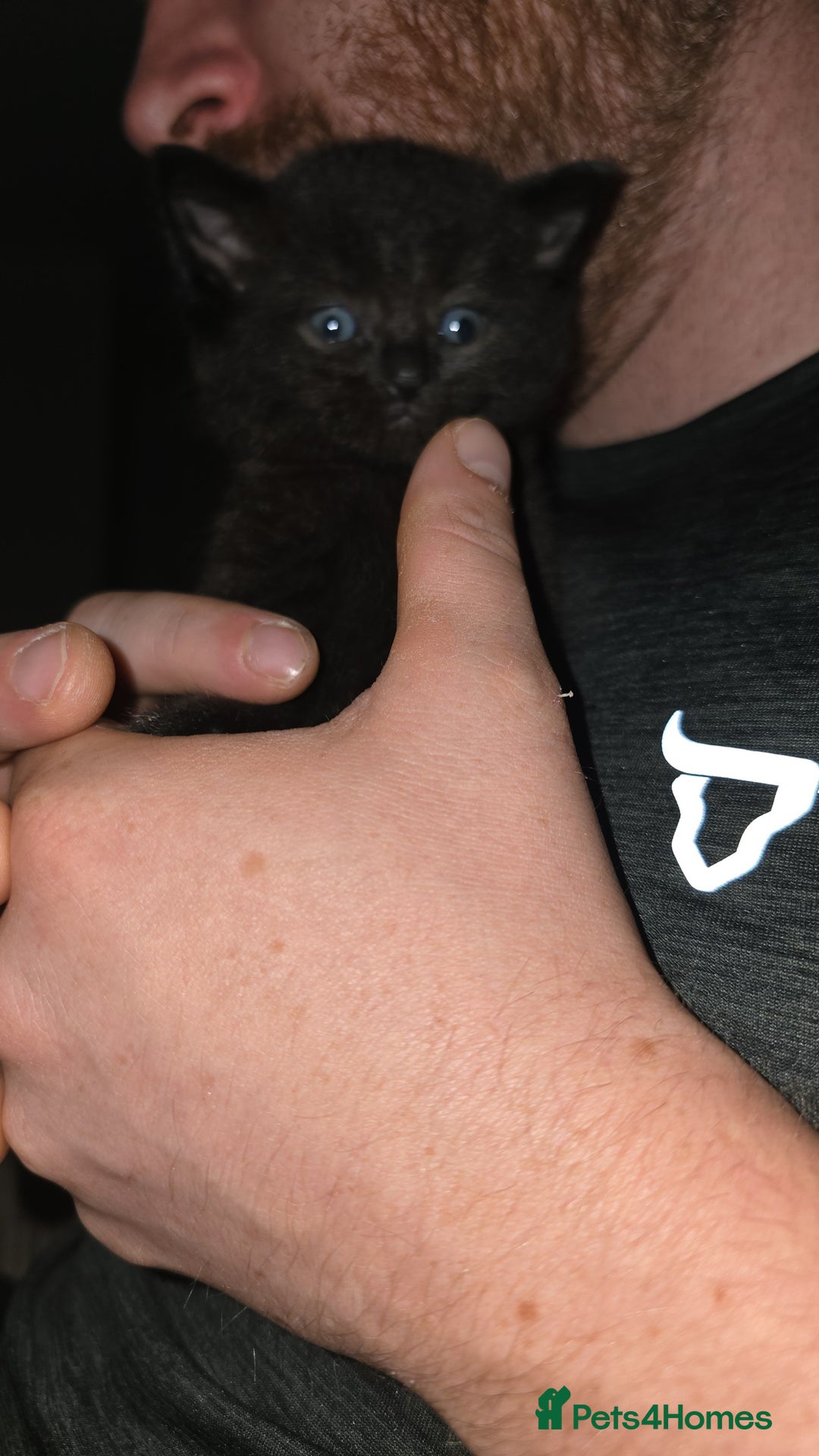 British Shorthair cats for sale: 4 kittens needing new homes - Image 5