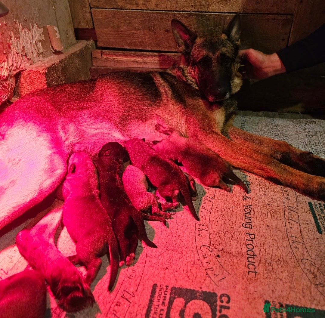 Mixed Breed dogs for sale: German shepard x rottweiler pups - Advert 1