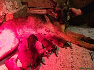 Mixed Breed dogs German shepard x rottweiler pups - Advert 15