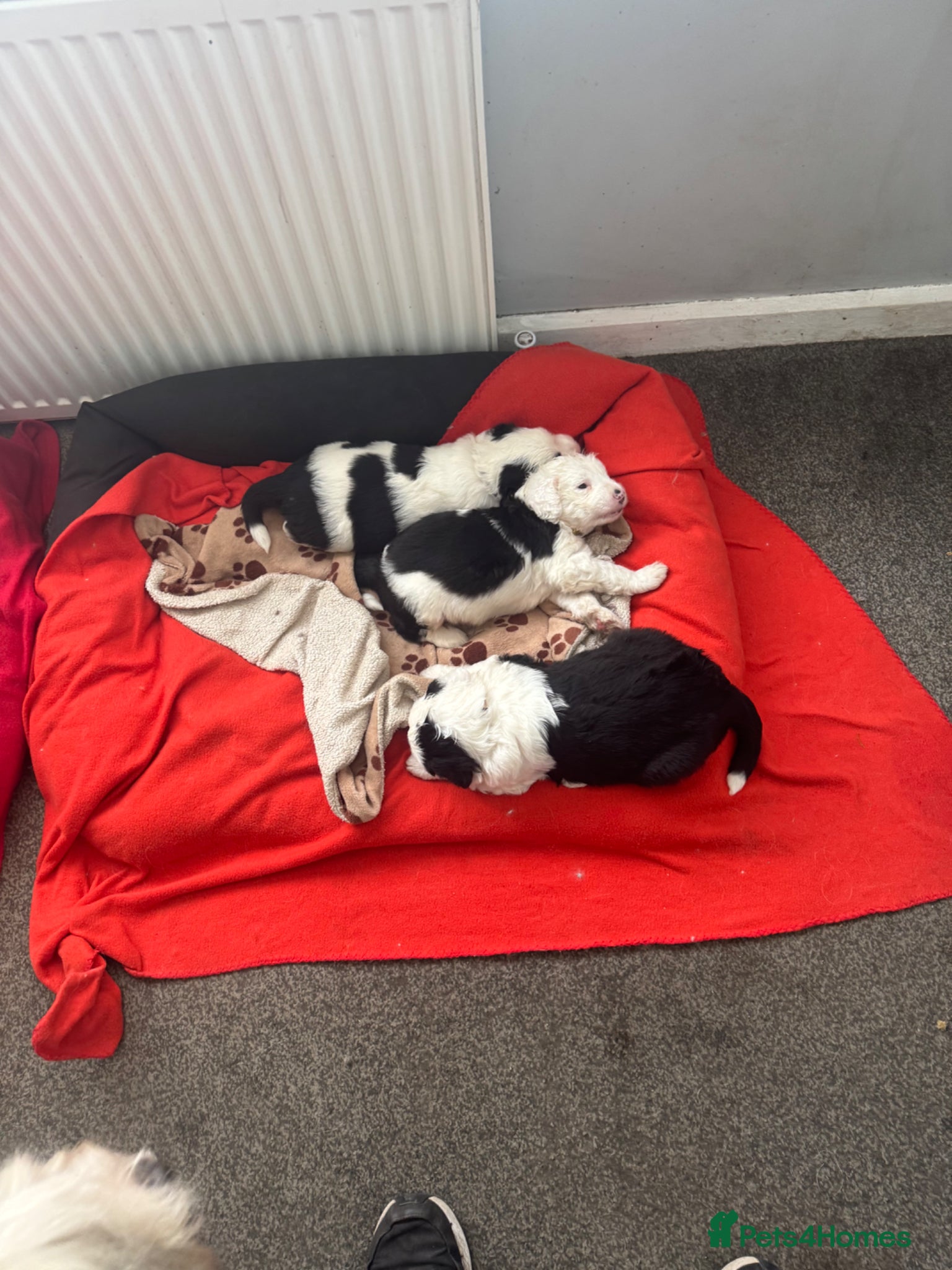 Old English Sheepdog dogs old english sheepdogs  - Advert 2