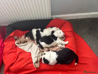 Old English Sheepdog dogs old english sheepdogs - Advert 2