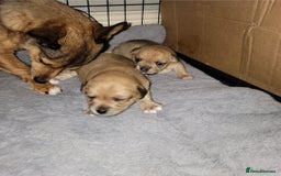 Mixed Breed dogs for sale: Chihuahua jack Russell boy puppy - Image 6