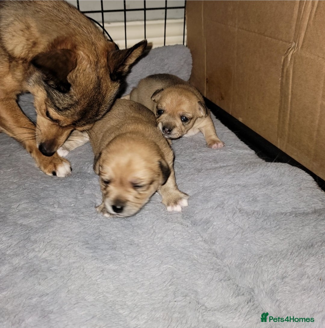 Mixed Breed dogs for sale: Chihuahua jack Russell boy puppy - Image 6