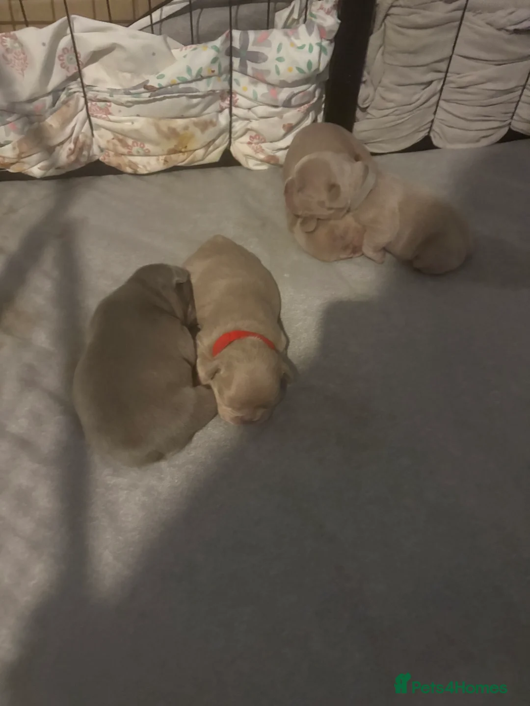 French Bulldog dogs for sale: K C registered beautiful French bulldogs  - Advert 5