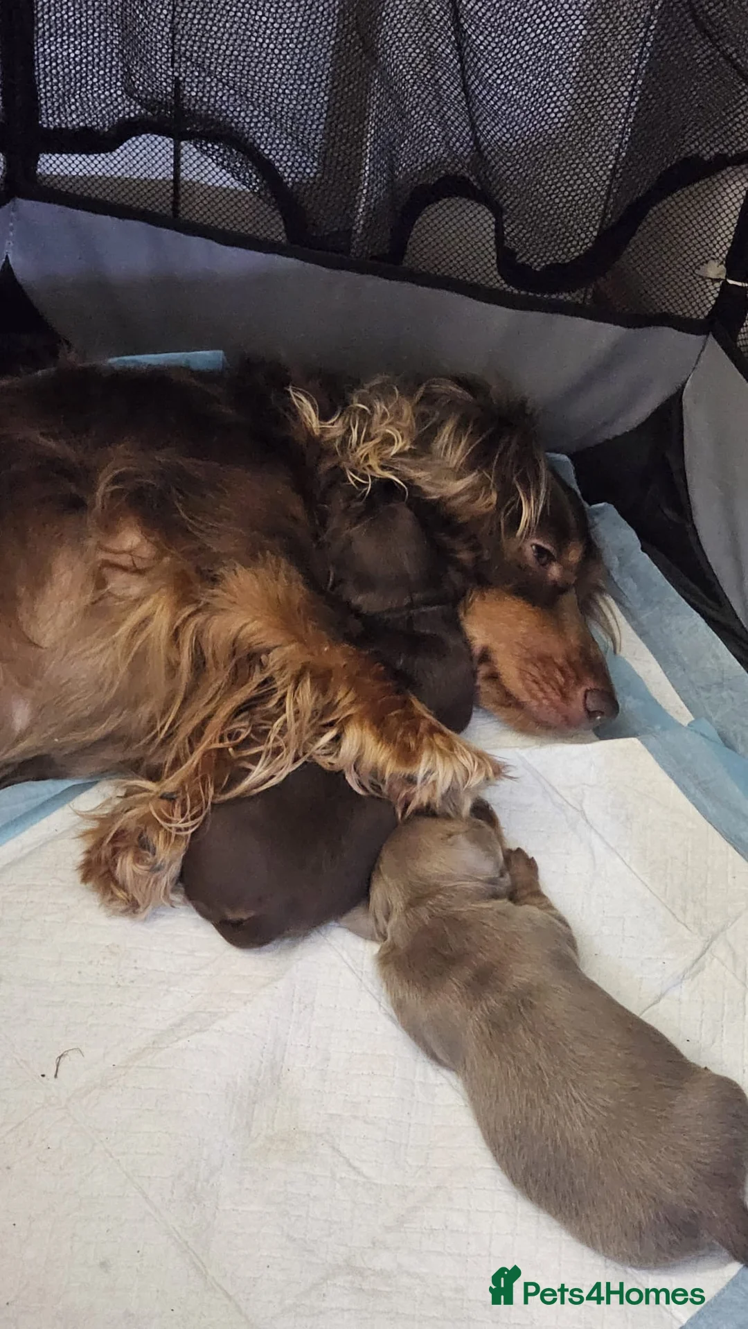 Miniature Dachshund dogs for sale: 1 female miniature long haired dachshund PRA clear - Advert 2