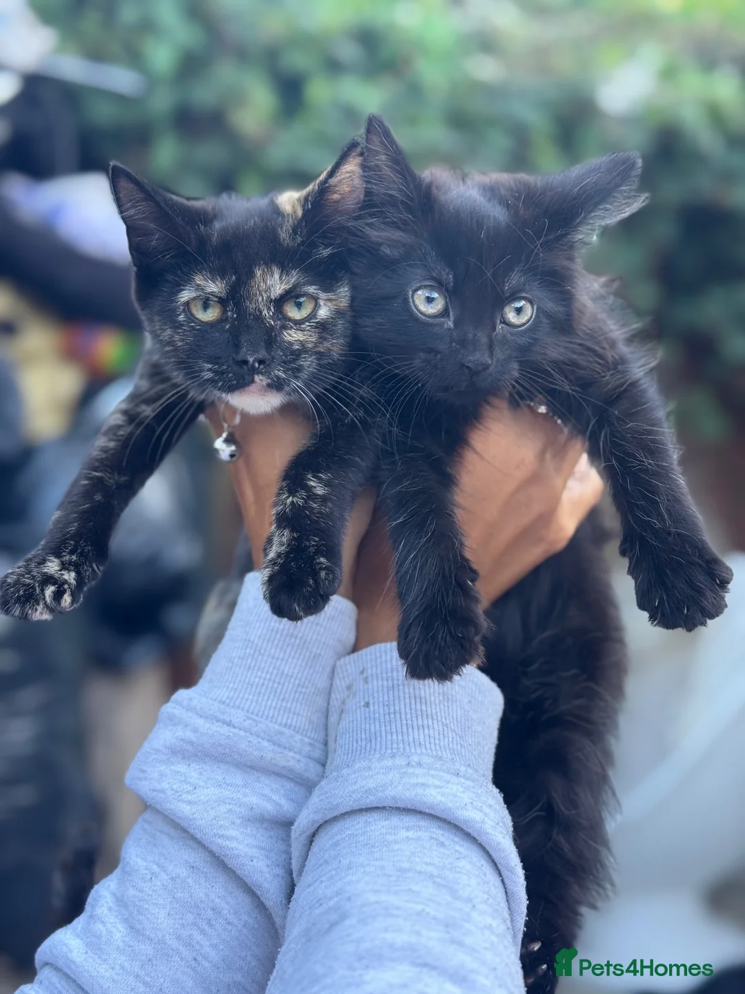 Mixed Breed cats for sale: 2 girl kittens for sale - Advert 6