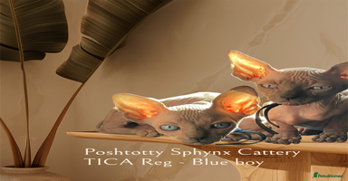 Sphynx cats - Advert 3