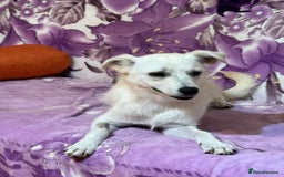 Mixed Breed dogs for adoption: Delmie  - Image 4