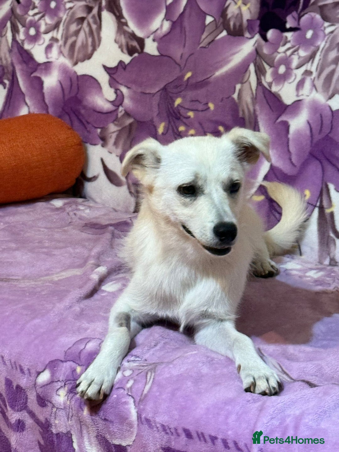 Mixed Breed dogs for adoption: Delmie  - Image 4
