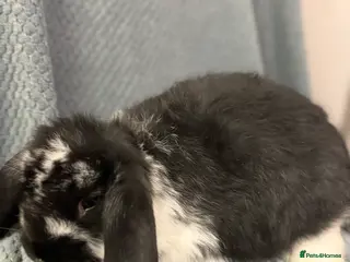 French Lop rabbits Gorgeous French lop babies - Advert 11