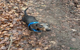 Dachshund dogs for stud: Standard Wire-haired Dachshund for stud - Image 7