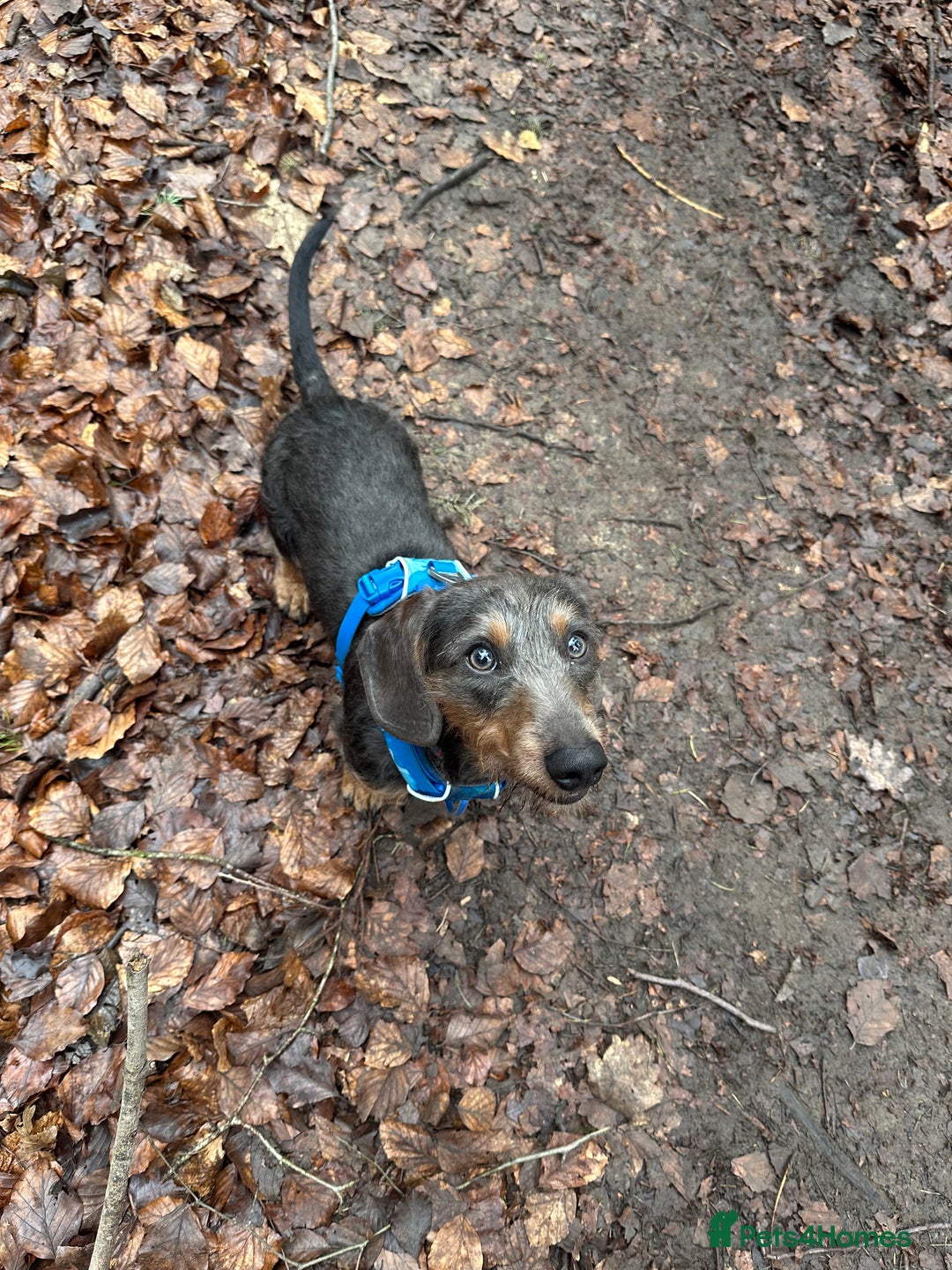 Dachshund dogs for stud: Standard Wire-haired Dachshund for stud - Image 7