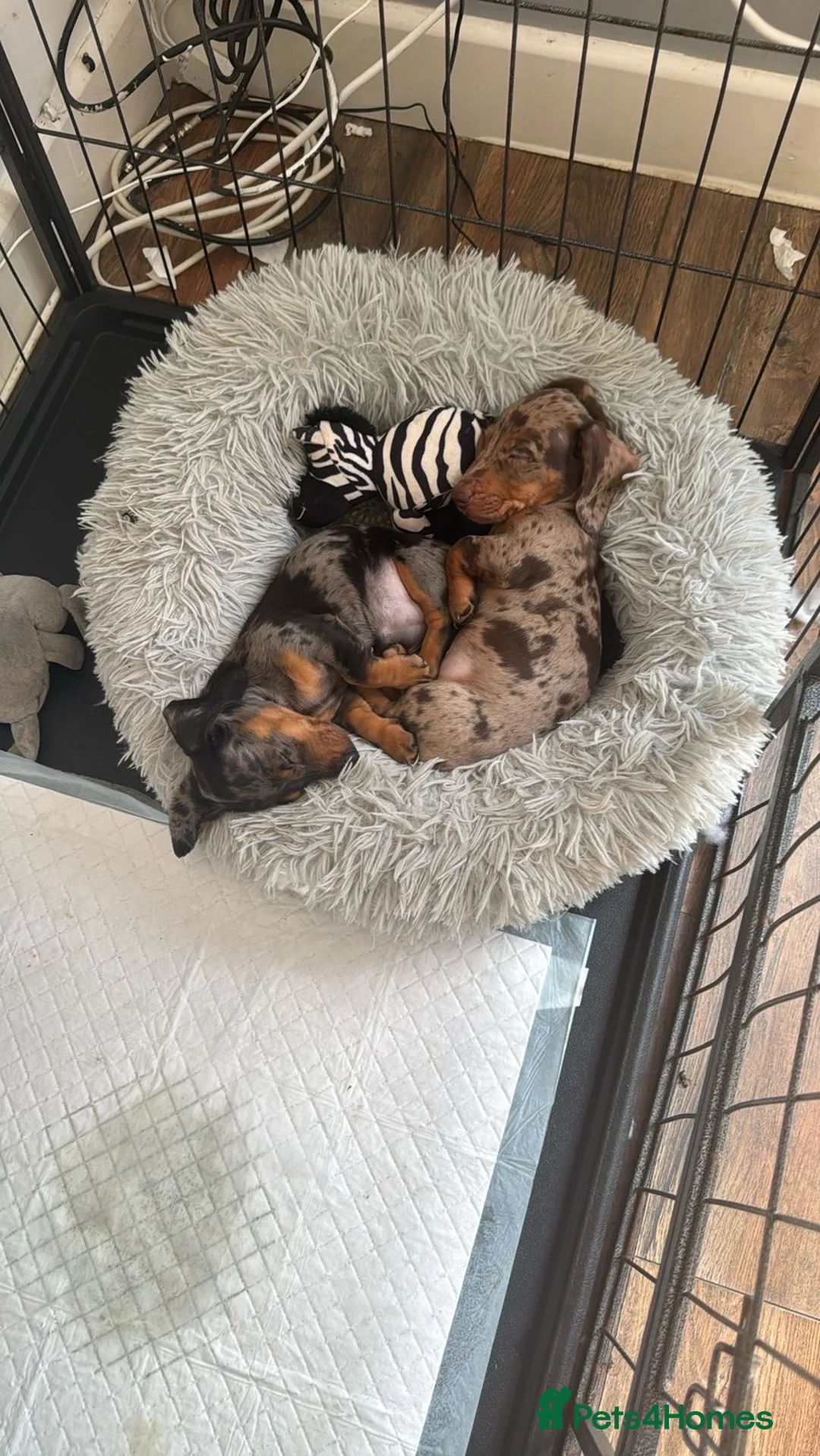 Dachshund dogs for stud: Bear❤️ in Kidderminster - Advert 10