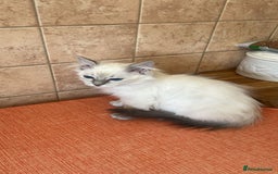 Ragdoll cats for sale: GCCF Registered Ragdoll*one left ready to go* - Image 5