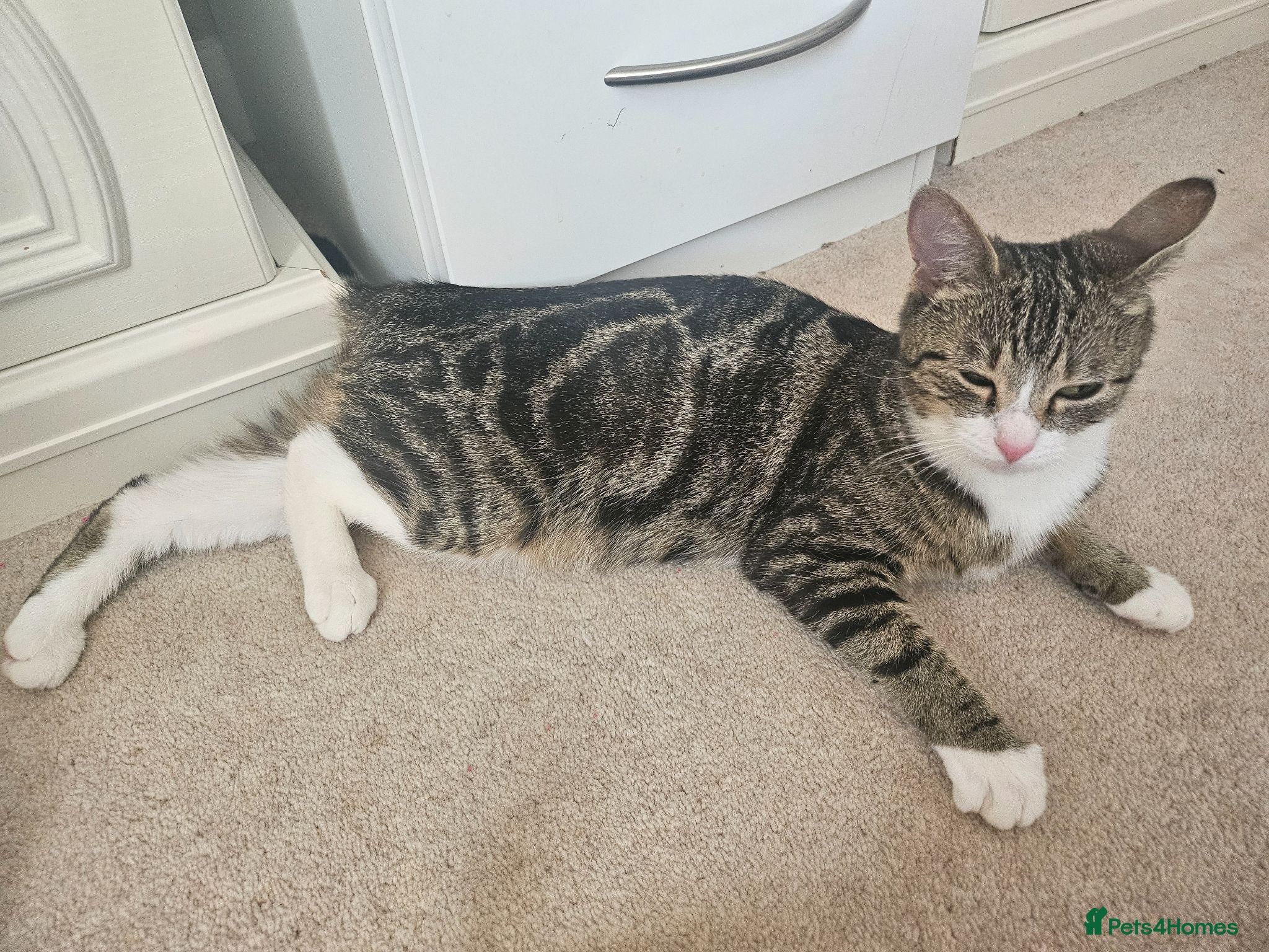 Domestic Shorthair cats Cute playful kittens . Hayling Island  - Advert 1