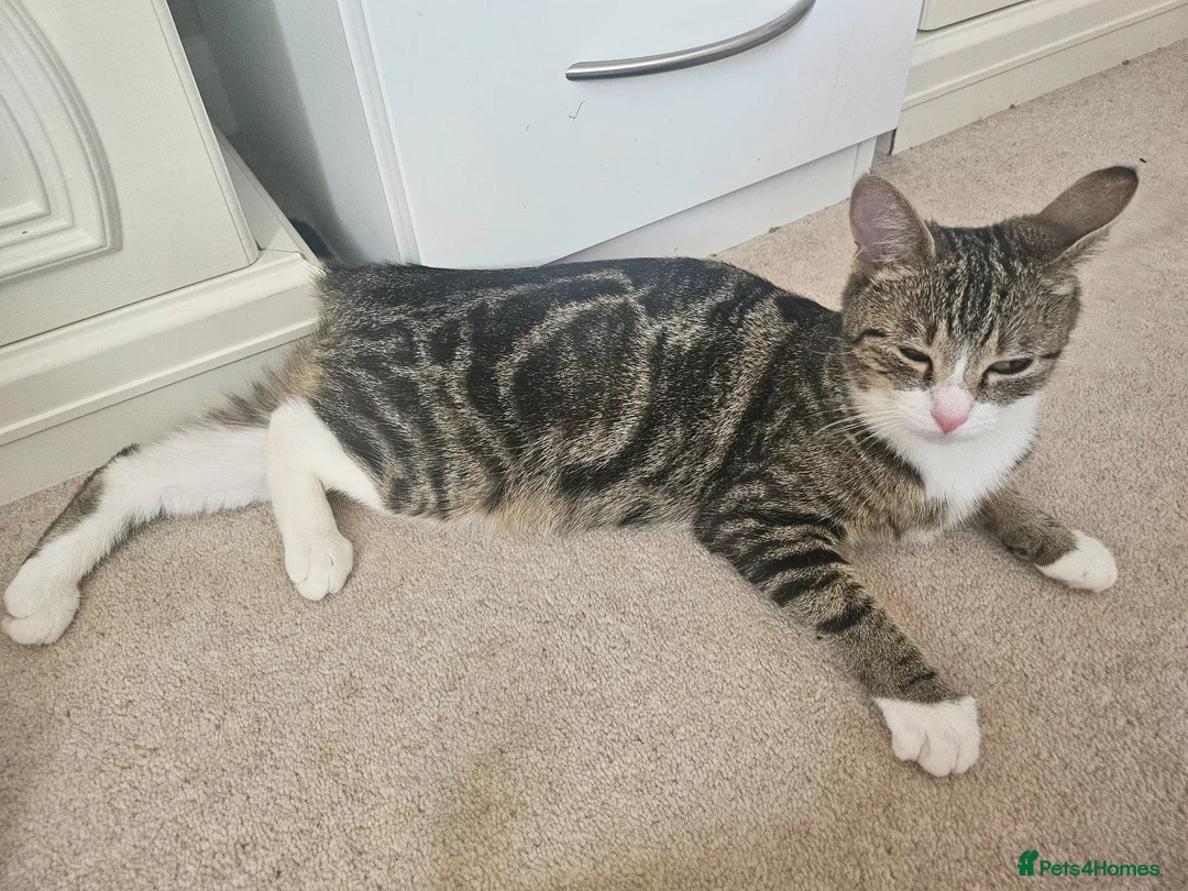 Domestic Shorthair cats for sale: Cute playful kittens . Hayling Island  - Advert 1