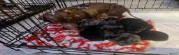 Miniature Dachshund dogs for sale: *** 3 beautiful mini dachshunds ** - Advert 4